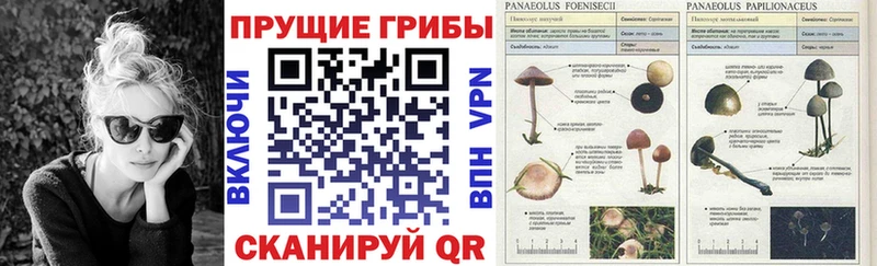 Галлюциногенные грибы мицелий  Курчалой 